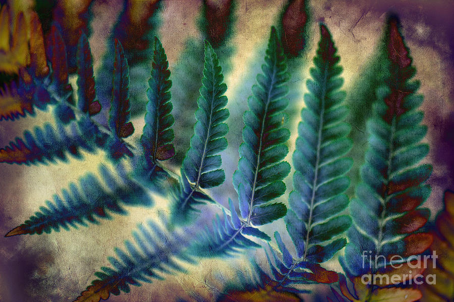 Funky Fern. Photograph by Clare Bambers