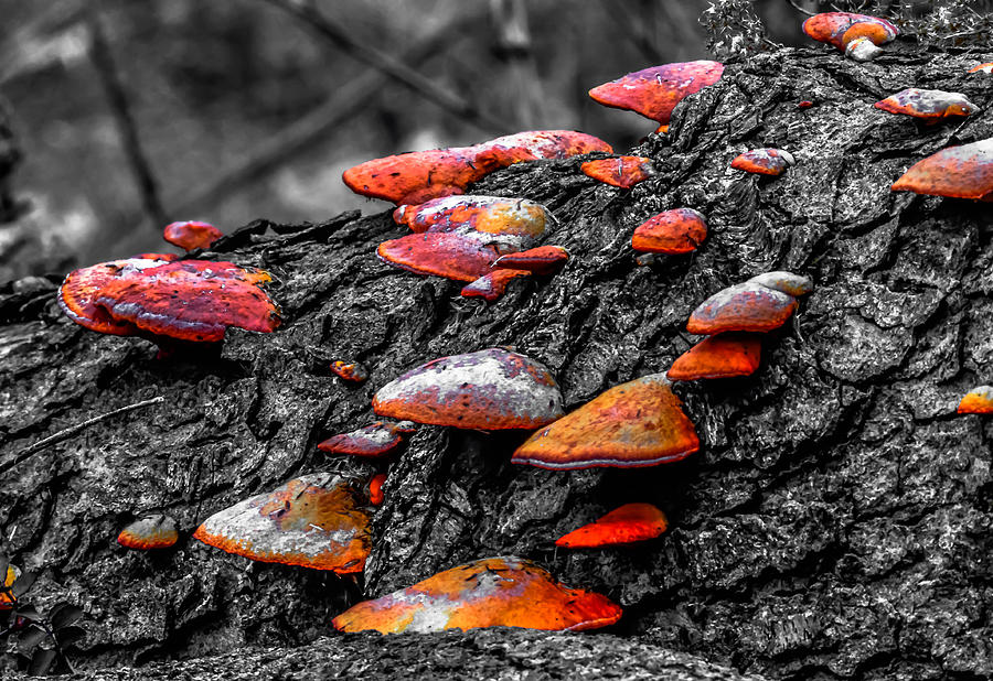 Funky Fungi Photograph by Brian Stevens