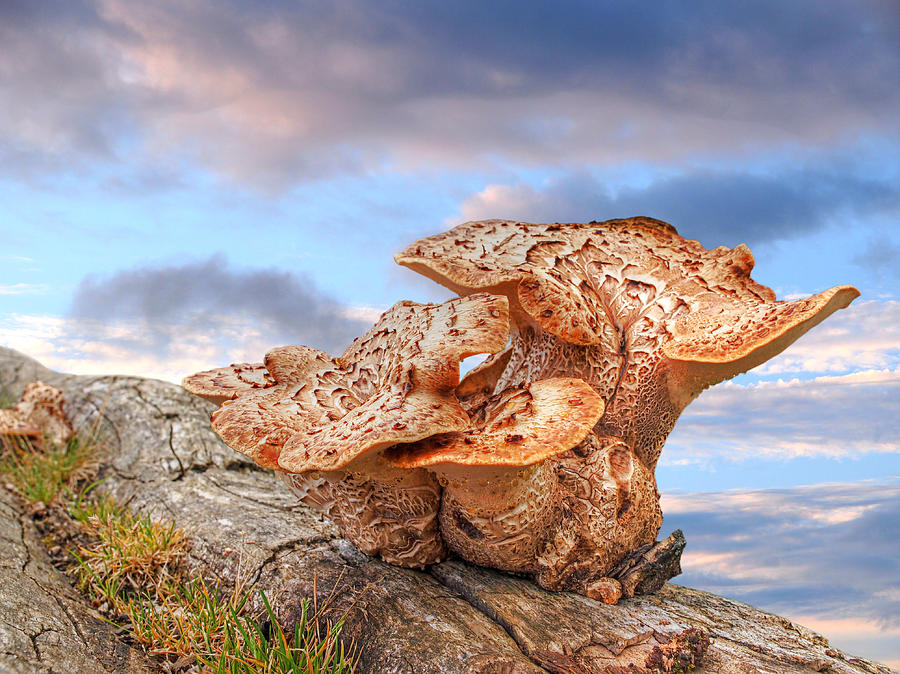 Funky Fungi Photograph by Gill Billington