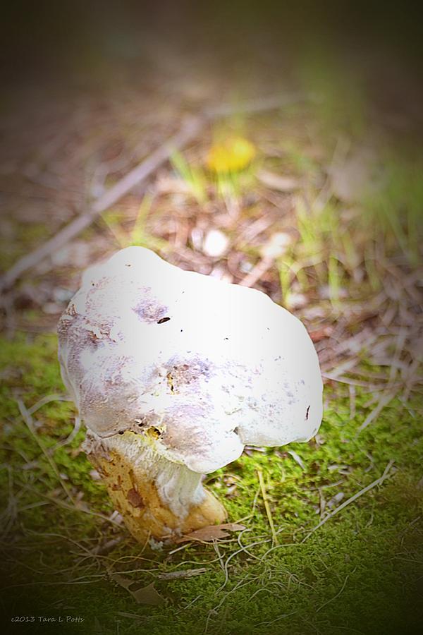 Funky Fungus Photograph by Tara Potts