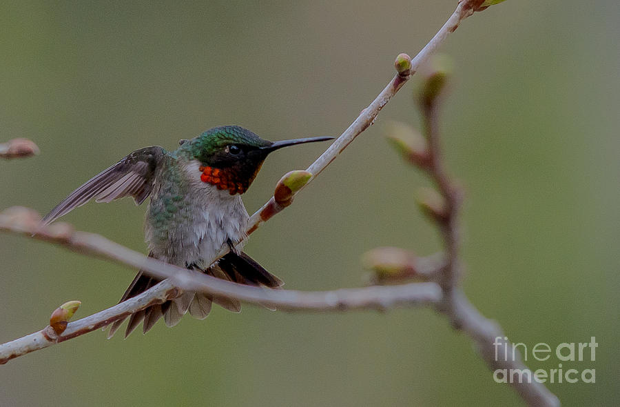 Funky Hummingbird Photograph by Cheryl Baxter