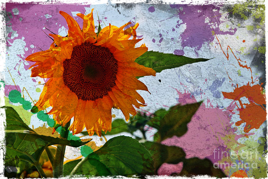 Sunflower Photograph - Funky Sunflower by Sophie Vigneault