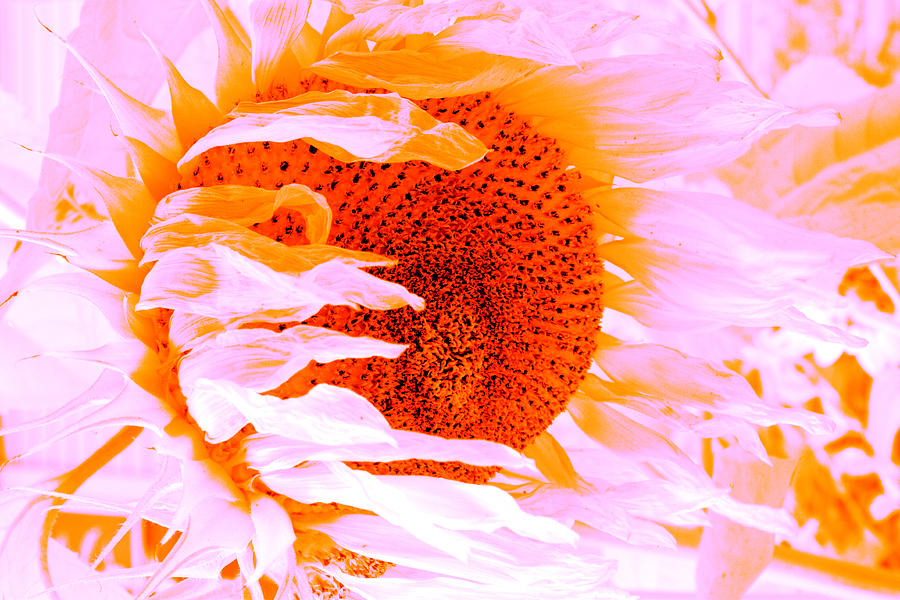 Funky Sunflower Photograph by Tom Singleton