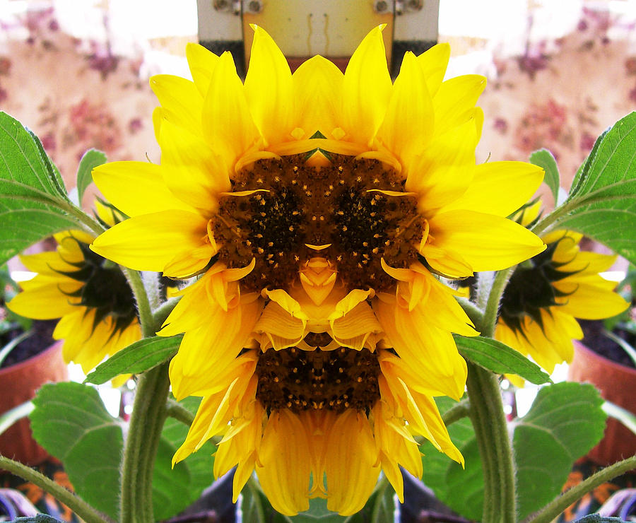 Funky Sunflowers Photograph by Belinda Lee