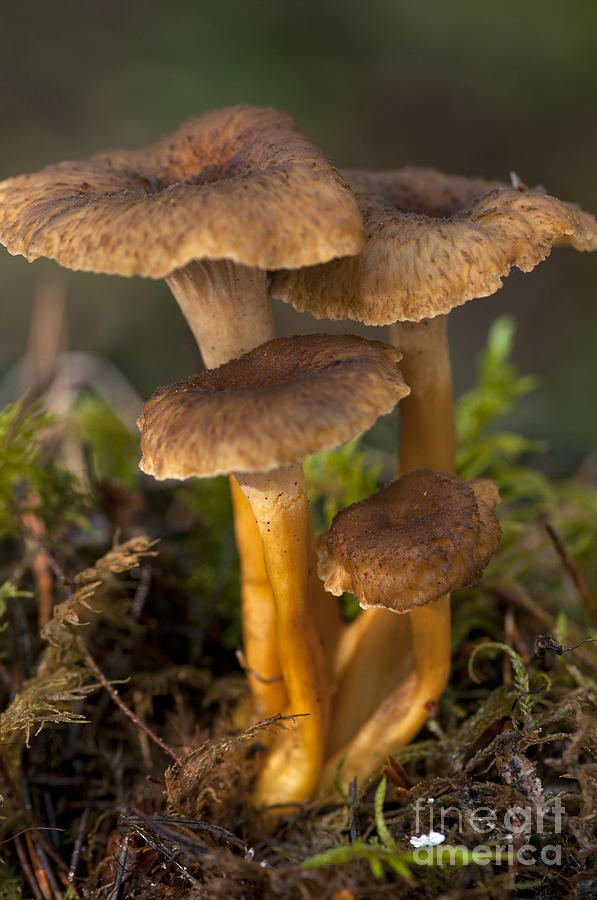 Mushroom Photograph - Funnel Chanterelle Craterellus by Scott Camazine