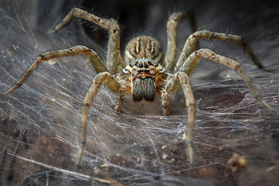 Funnel Spider Macro Photograph by Amith Nag Photography