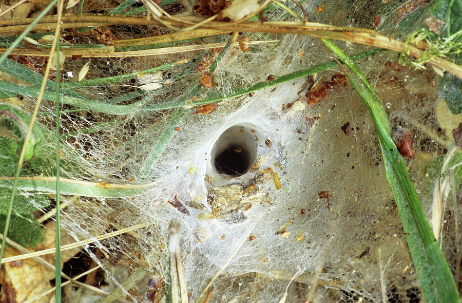 Funnel Web Spider Web Photograph by M F Merlet/science Photo Library