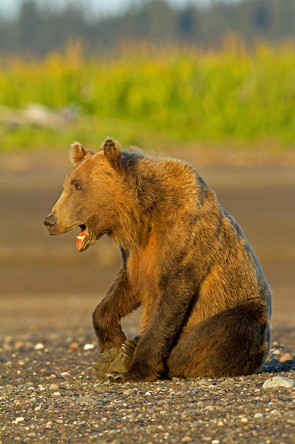 Funny Bear Photograph by Shari Sommerfeld
