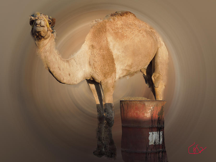 Funny Beduin Camel Talk  Photograph by Colette V Hera Guggenheim