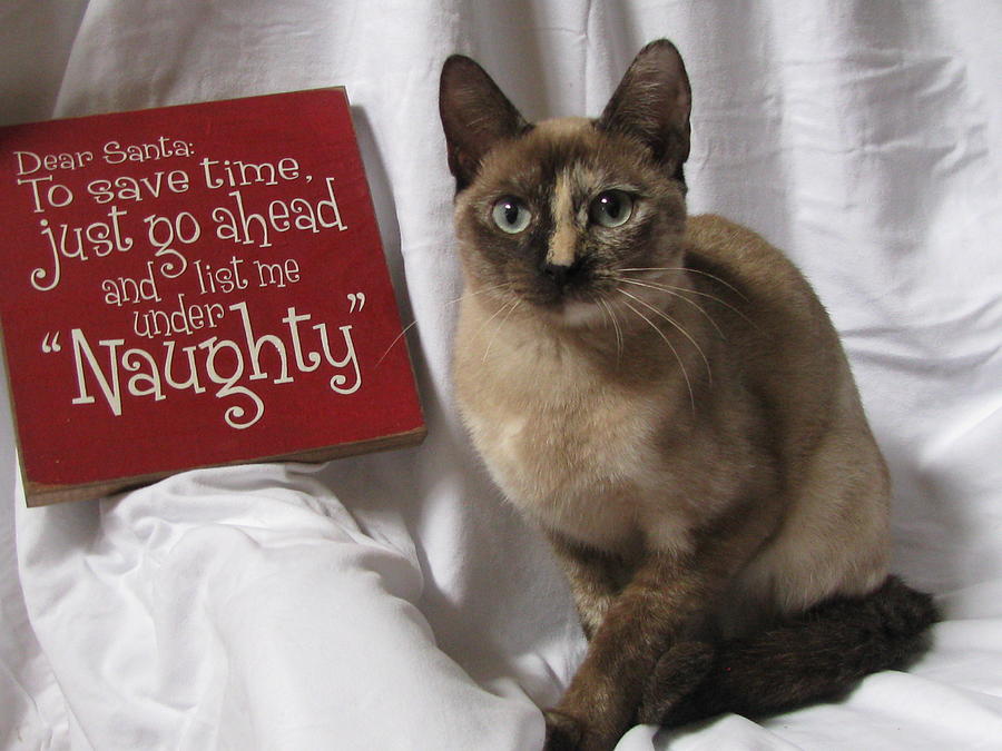 Funny Christmas Kitten Naughty Tortie Photograph