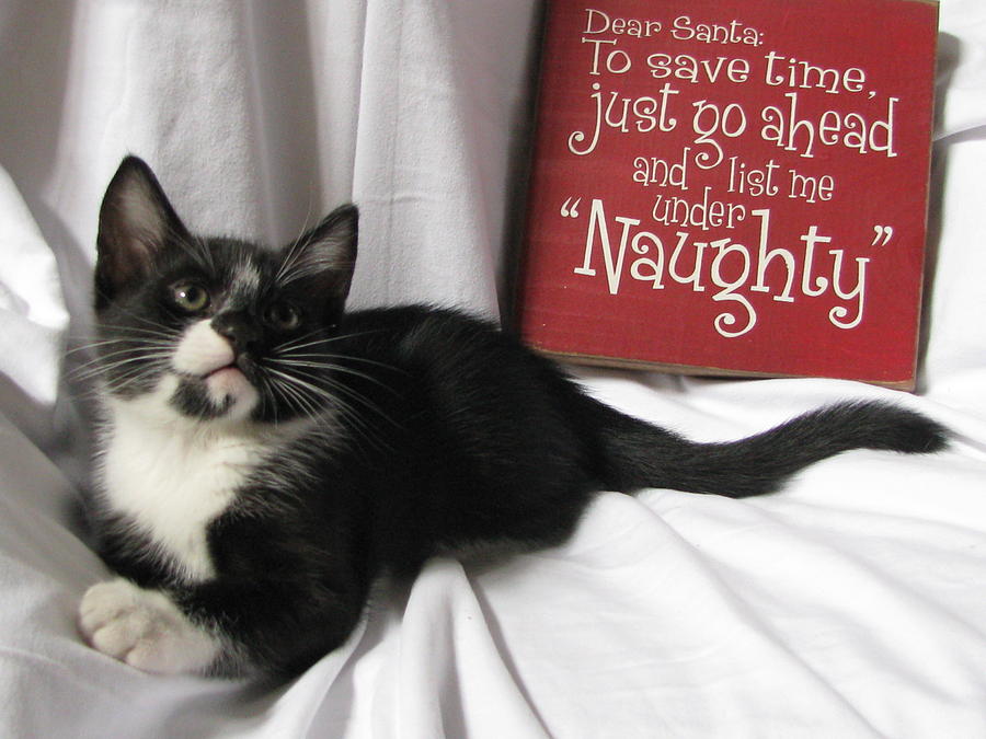 Funny Christmas Naughty Tuxedo Kitten Photograph