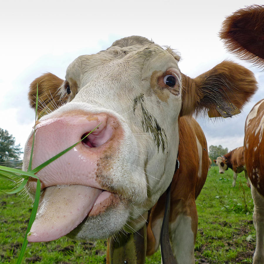 Funny cow stick out tongue Photograph by Matthias Hauser