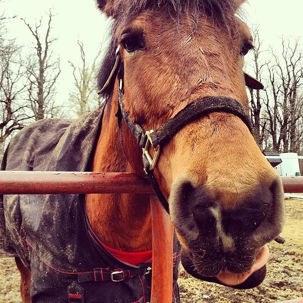 Horse Photograph - Funny Faces! #horses #barnlife #vt by Kelly Diamond