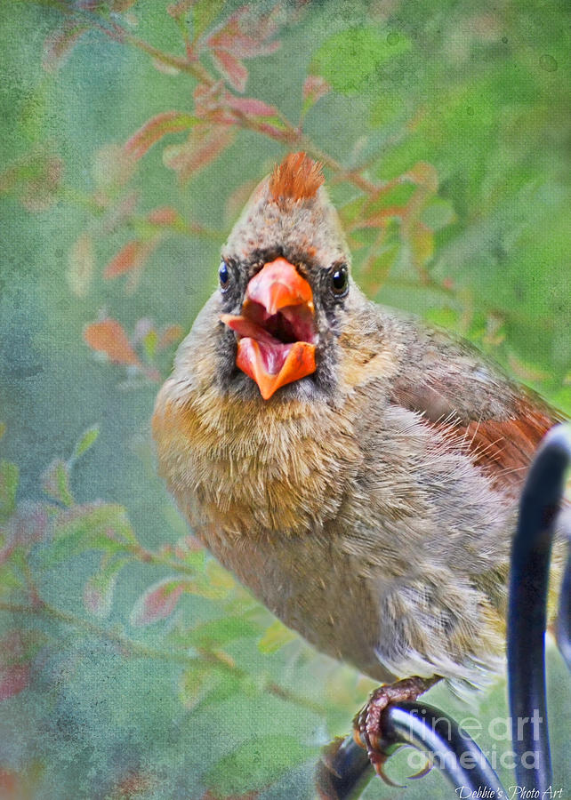 FUNNY - Female Cardinal Yawns with Tongue Out Sidways Photograph by Debbie Portwood