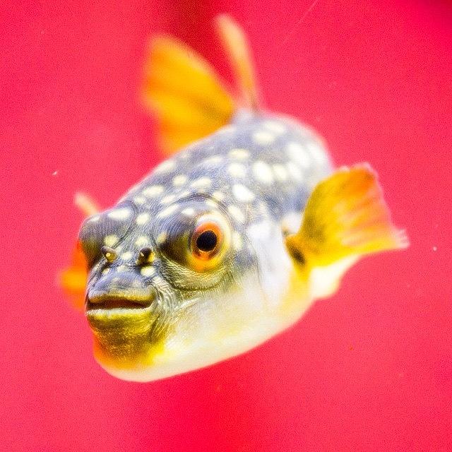 Fish Photograph - Funny Fish by Aleck Cartwright