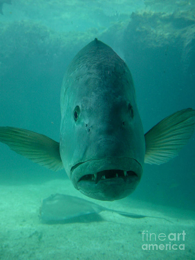 Fish Photograph - Funny Fish Face by Amy Cicconi