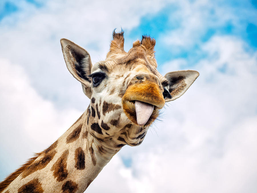 Funny giraffe Photograph by Marc Rauw