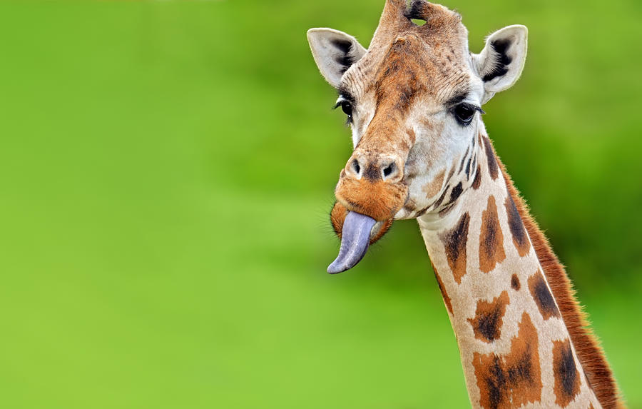 Funny Giraffe Sticks Out Tongue Photograph by Freder