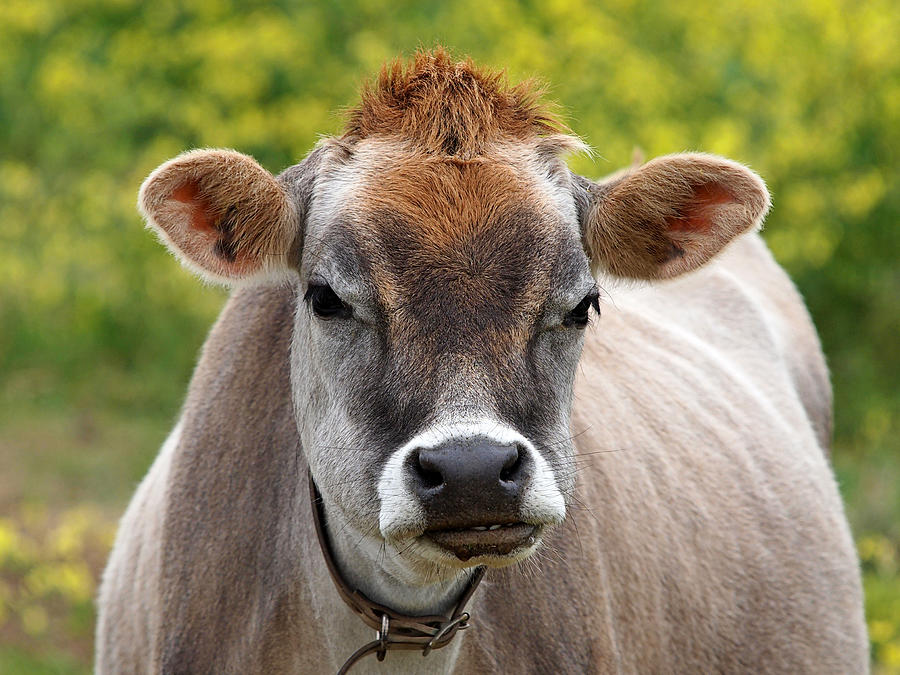 Animal Photograph - Funny Jersey Cow - Horizontal by Gill Billington
