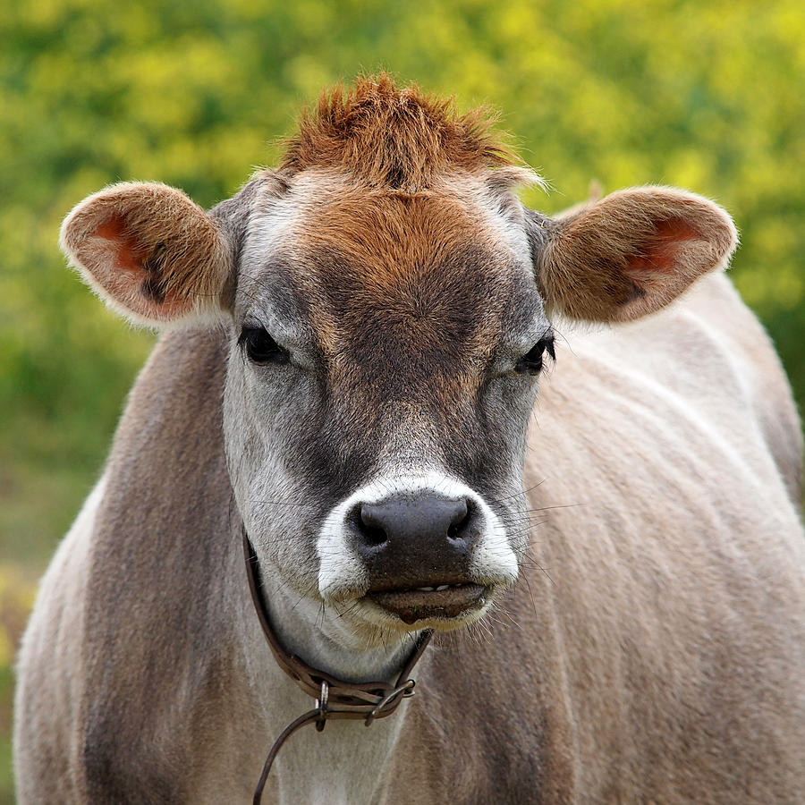 Funny Jersey Cow -Square Photograph by Gill Billington