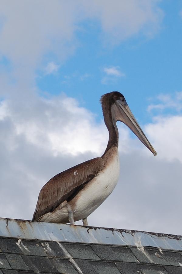 Funny ol bird is the pelican Photograph by Barbara Wilson - Fine Art America