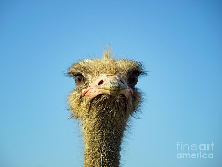 Nature Photograph - Funny Ostrich by Sinisa Botas