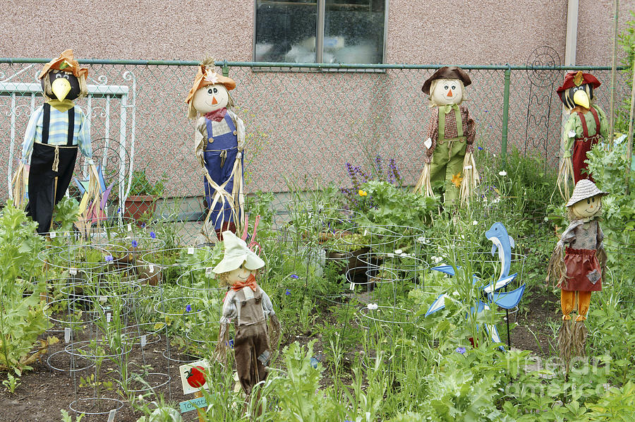 Funny Scarecrows Photograph by John  Mitchell