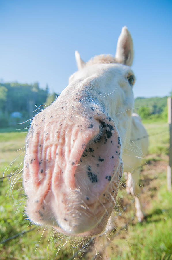 Funny White Horse Portrait Photograph by Alex Grichenko