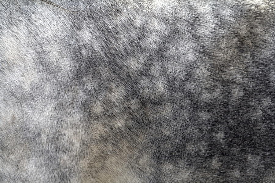 fur of a gray horse Netherlands Photograph by Ronald Jansen