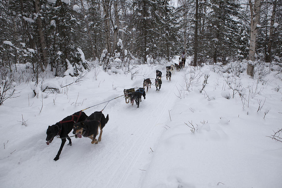 Anchorage Photograph - Fur Rondy Races by Tim Grams