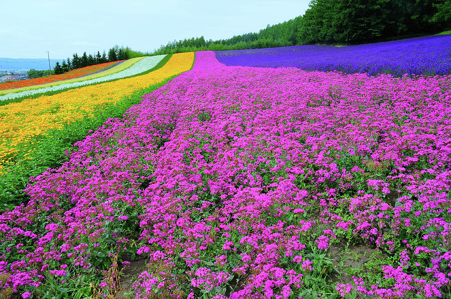 Furano Lavender Season Photograph by Frank Chen