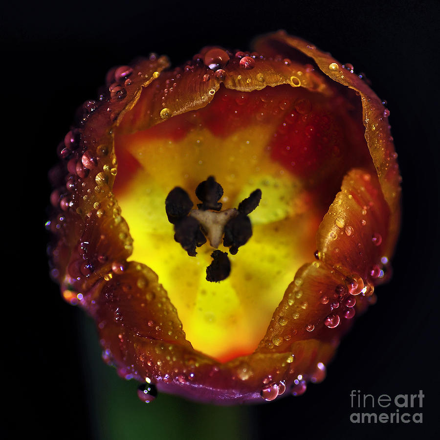 Still Life Photograph - Furnace in a Tulip 2 by Kaye Menner