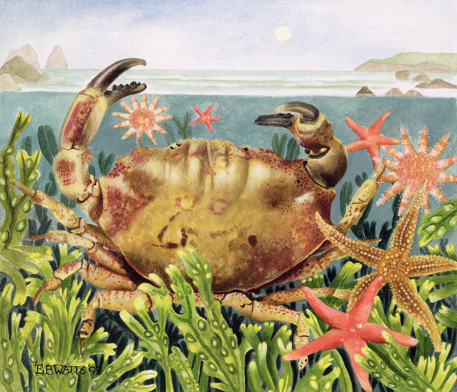 Furrowed Crab with Starfish Underwater Painting by EB Watts