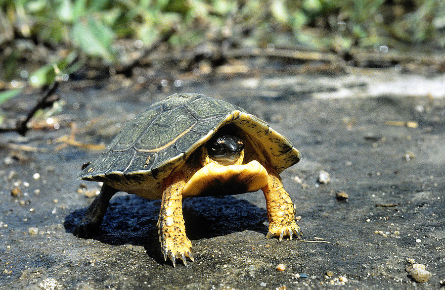Furrowed Wood Turtle Photograph by J. Gerard Sidaner