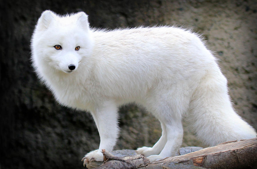 Furry Arctic Fox II Photograph by Athena Mckinzie - Pixels