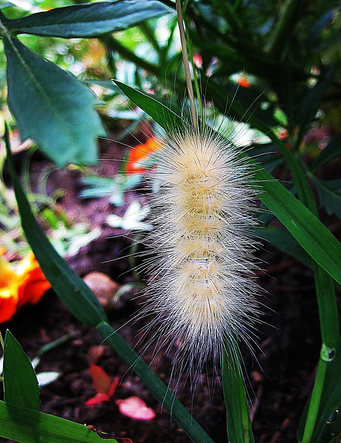 Furry Caterpillar Photograph by MTBobbins Photography