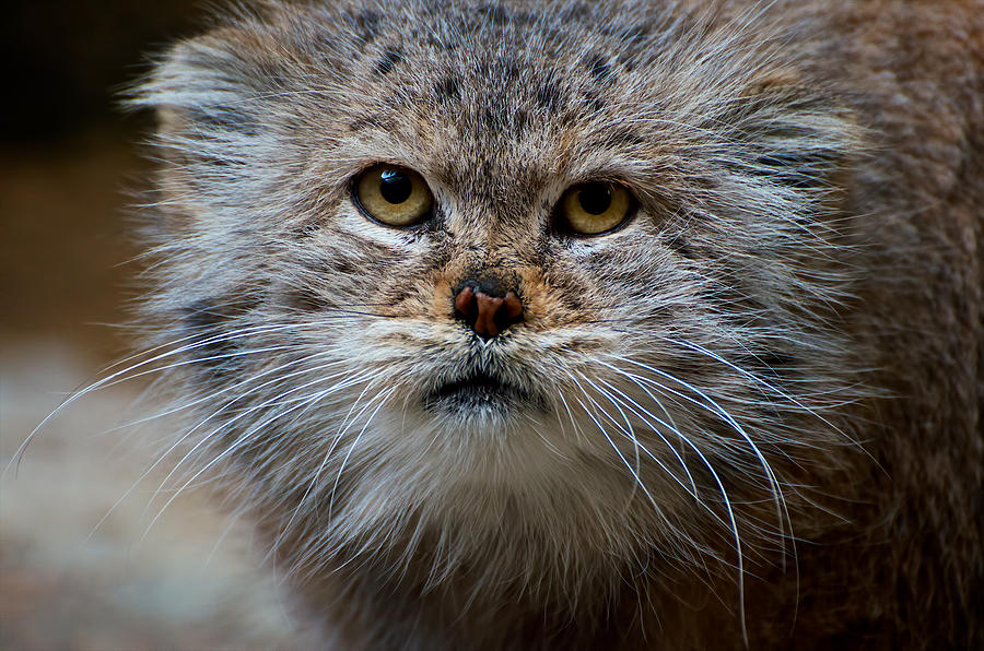 Furry Face Wild Cat Photograph By Berkehaus Photography