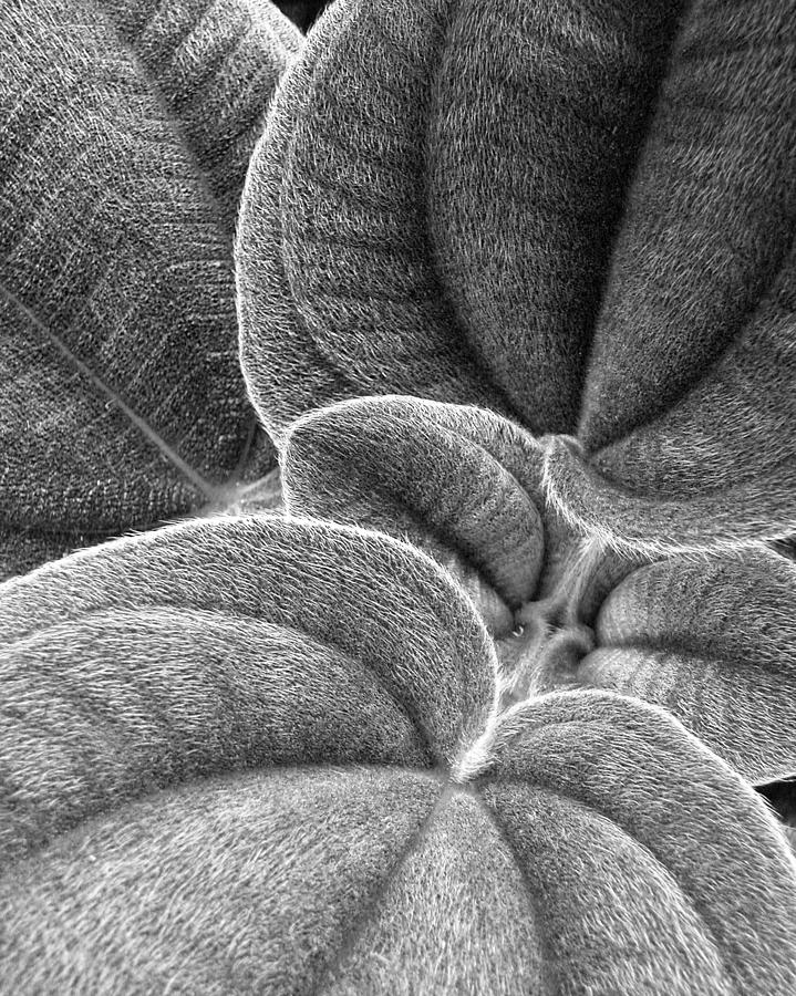 Furry Leaves. Black and White. Photograph by Rob Huntley