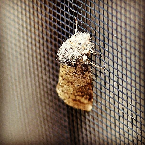 Moth Photograph - Furry Moth. #moth #outdoors #canon #6d by Jennifer Wilson Baker