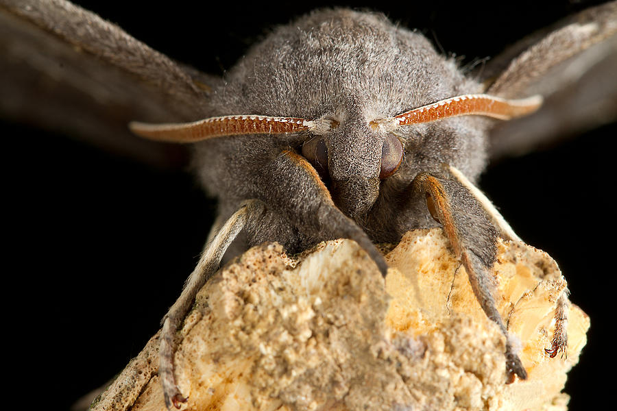 Nature Photograph - Furry Poplar Hawk Moth Macro by Mr Bennett Kent