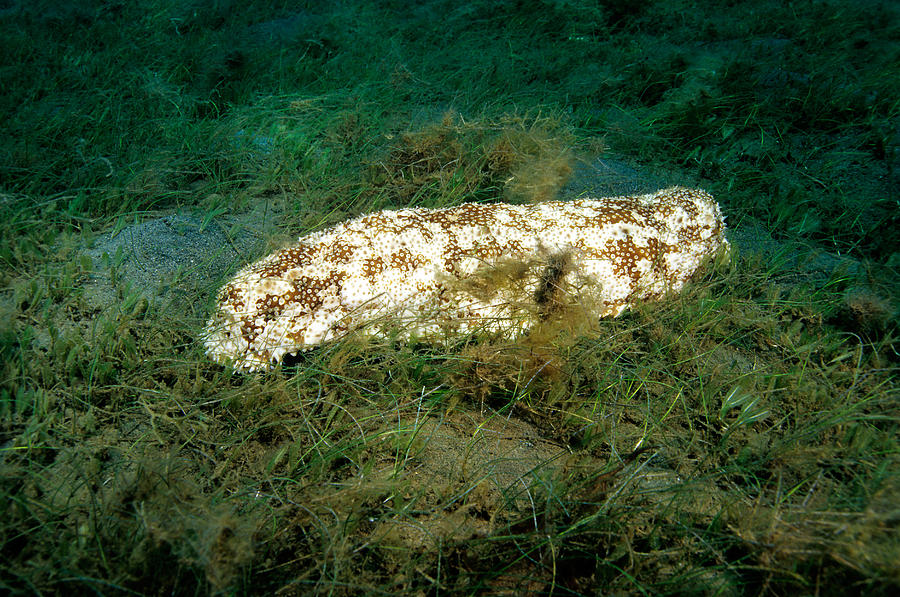 Furry Sea Cucumber Astichopus Multifidus Photograph by Andrew J. Martinez