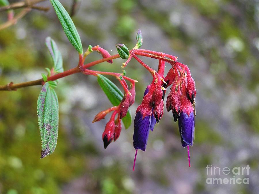 Fuschia Buds Photograph by Michele Penner