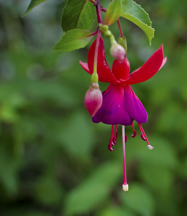 Fuschia Flower Photograph by Ron White