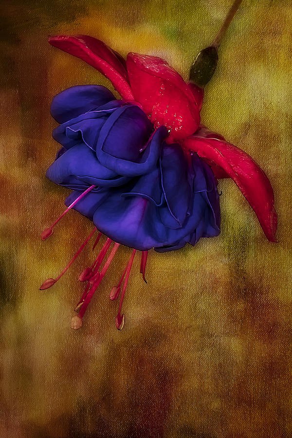 Flower Photograph - Fuschia Flower by Susan Candelario