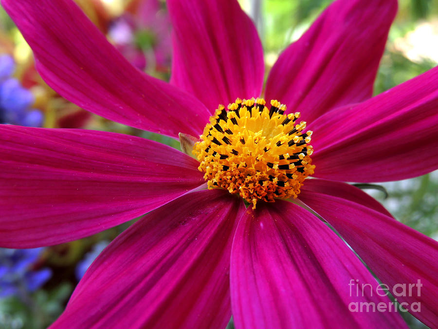 Daisy Photograph - Cosmos by Kristine Widney