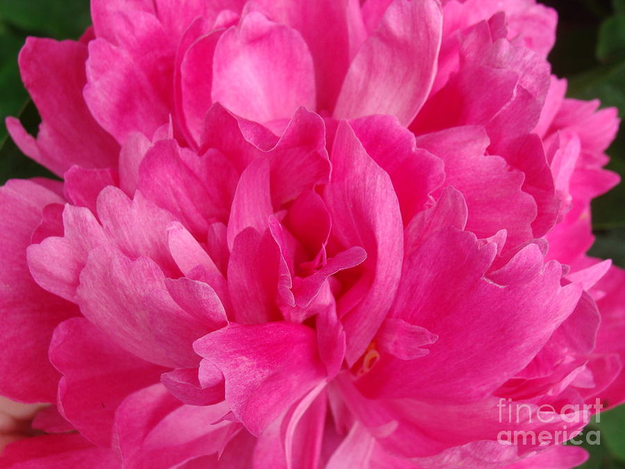 Fuschia Peony Photograph by Julie Thorniley