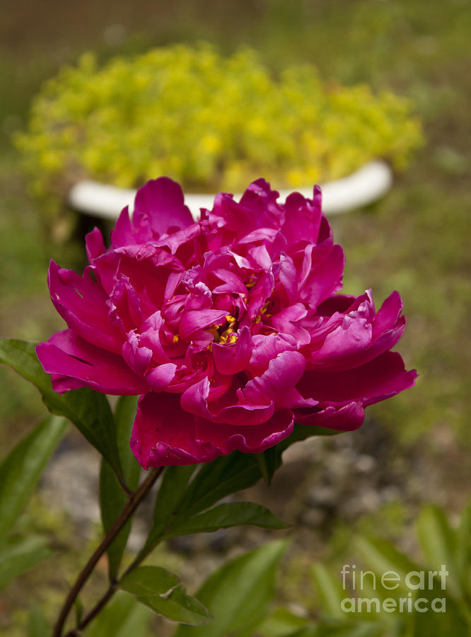 Fuschia Peony Photograph by Lena Auxier