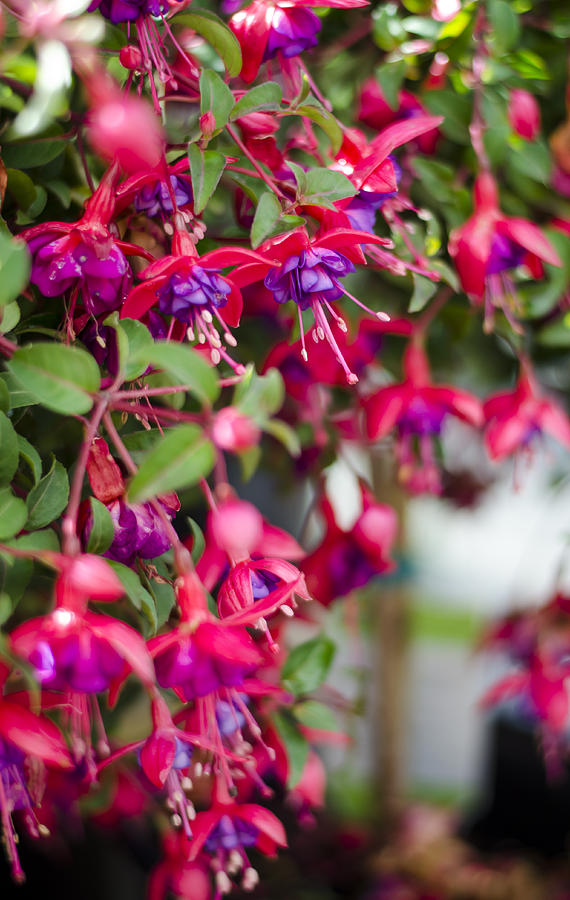 Fuchsia Spilling Over  Photograph by Heather Applegate