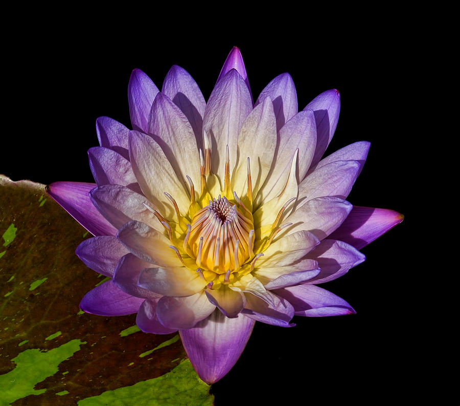 Fuscia water lily Photograph by Patton Imagery - Fine Art America