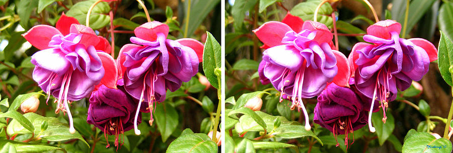 Fushia Blossoms in Stereo Photograph by Duane McCullough